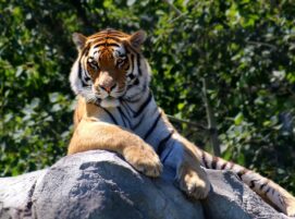 Best National Parks in Nepal 