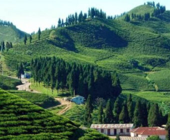 Illam Tea Garden